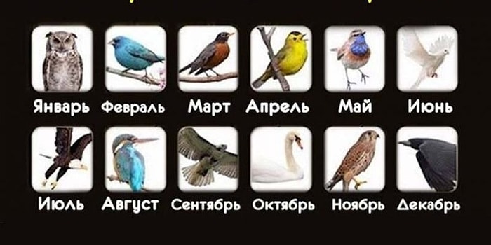 Тест: Что расскажет птица вашего месяца рождения?
