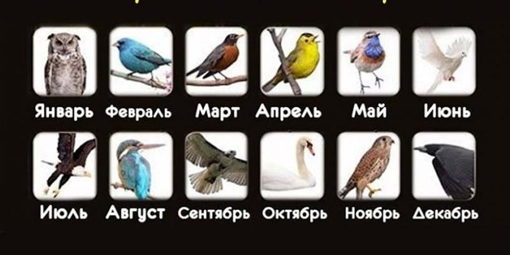 Тест: Что расскажет птица вашего месяца рождения?