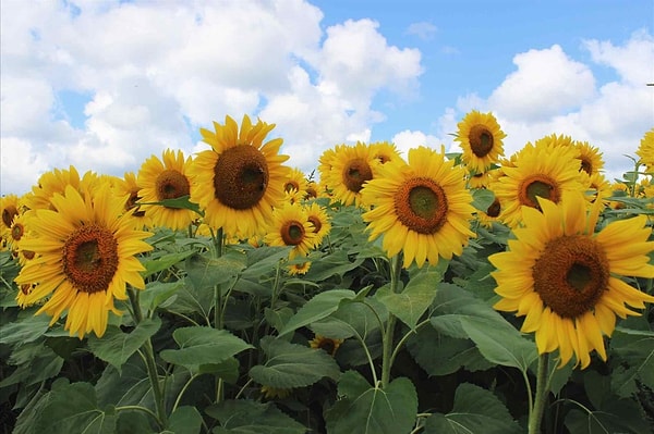 6. Выберите цветы: