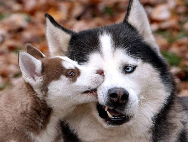 Новый домашний питомец!