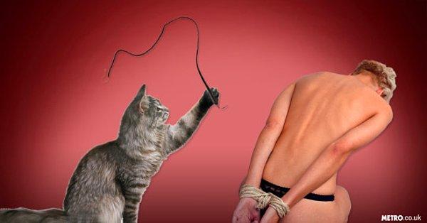 Bu çalışma, kedilerin yeraltı seks zindanlarında kırbaçlanan her kişiden sorumlu olduğunu söylemiyor.