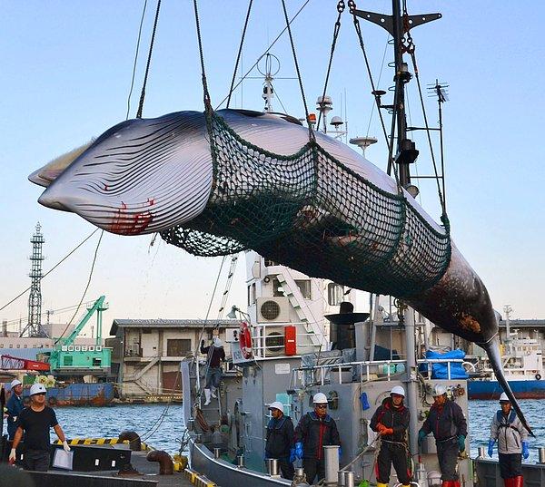 Japonya'nın bilimsel araştırmalar için balina avlayıp aynı zamanda onların etinden de yararlanması son derece tartışmalı bir uygulama.
