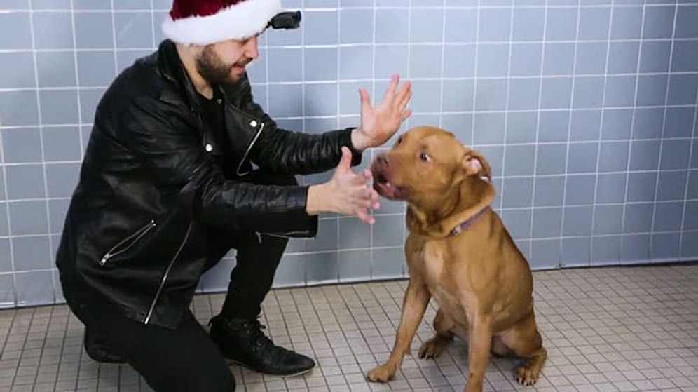 Sıcak Yuva Bekleyen Barınak Hayvanlarının İllüzyon Karşısında Yaşadıkları Büyük Şaşkınlıklar