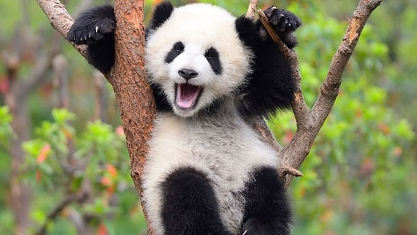 1. Как выглядит сокращение Всемирного фонда дикой природы на английском языке?