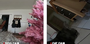 Kedi ve Köpekler, İnsan Dostları Evde Yokken Ne Yapıyorlar?