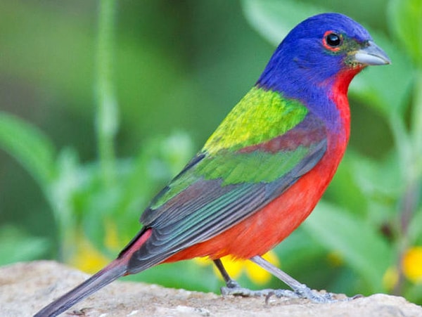 6. Выбираем птичку!