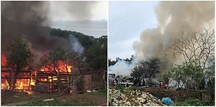 Büyükada'dan Dumanlar Yükseldi: Ahırda Başlayan ve Ormanlık Alana Sıçrayan Yangında 9 At Can Verdi