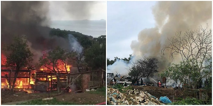 Büyükada'dan Dumanlar Yükseldi: Ahırda Başlayan ve Ormanlık Alana Sıçrayan Yangında 9 At Can Verdi