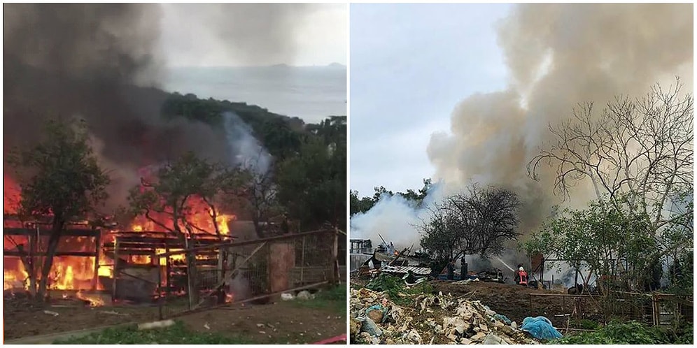 Büyükada'dan Dumanlar Yükseldi: Ahırda Başlayan ve Ormanlık Alana Sıçrayan Yangında 9 At Can Verdi
