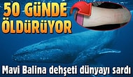 Mavi Balina Oyunu Hakkında Herşey