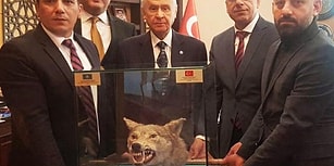 Sosyal Medyanın Gündeminde: Bahçeli'ye Doğum Gününde Doldurulmuş Kurt Başı 'Hediye' Edildi