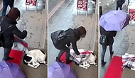 Üşüyen Köpeğe Boynundaki Şalı Çıkartıp Saran Güzel İnsan