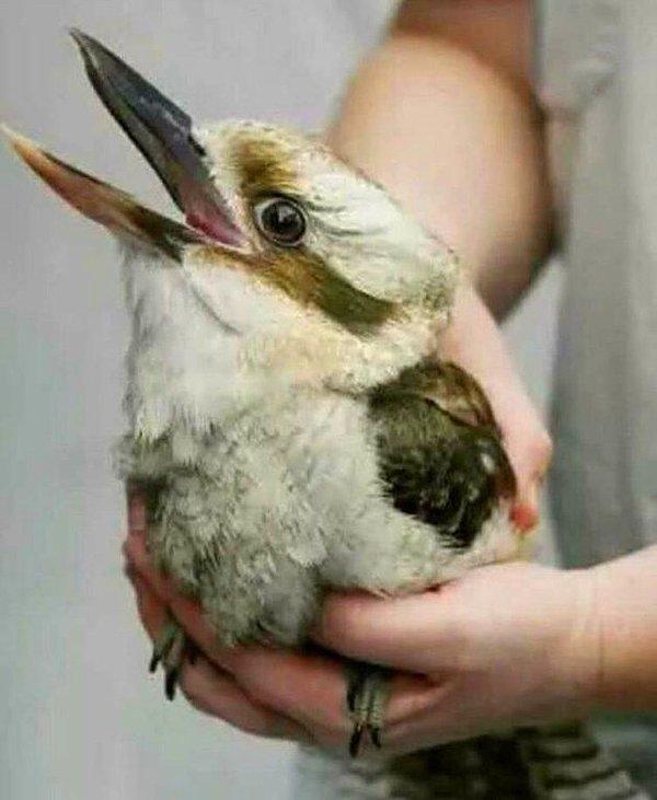 10. Bu Kookaburra Kuşu bir canlının aynı anda hem kuş hem de tavşan olarak görülebildiği optik yanılsamanın vücut bulmuş hali.
