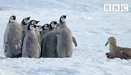 Fırtına Kuşu Tarafından Kıstırılan Yavru Penguenleri Bir Kahraman Gibi Tek Başına Kurtarmaya Gelen Penguen!
