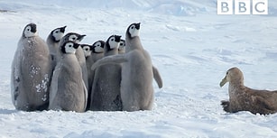 Fırtına Kuşu Tarafından Kıstırılan Yavru Penguenleri Bir Kahraman Gibi Tek Başına Kurtarmaya Gelen Penguen!