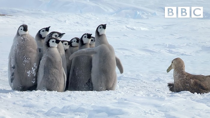 Fırtına Kuşu Tarafından Kıstırılan Yavru Penguenleri Bir Kahraman Gibi Tek Başına Kurtarmaya Gelen Penguen!