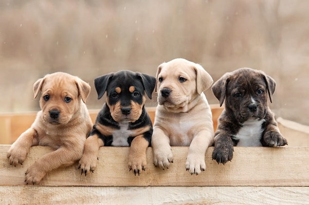 21. Aşık olun... bir köpeğe. Bir köpek daha sahiplenin.