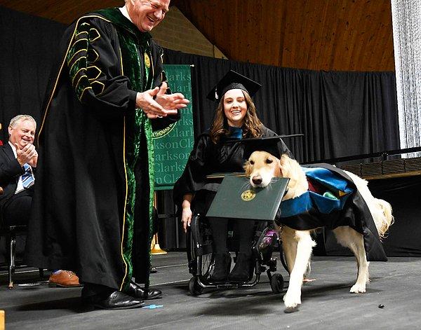 12. Clarkson Üniversitesi'nde sahibi ile birlikte her derse giren bu köpeğe mesleki terapi bölümü diploması takdim edildi.