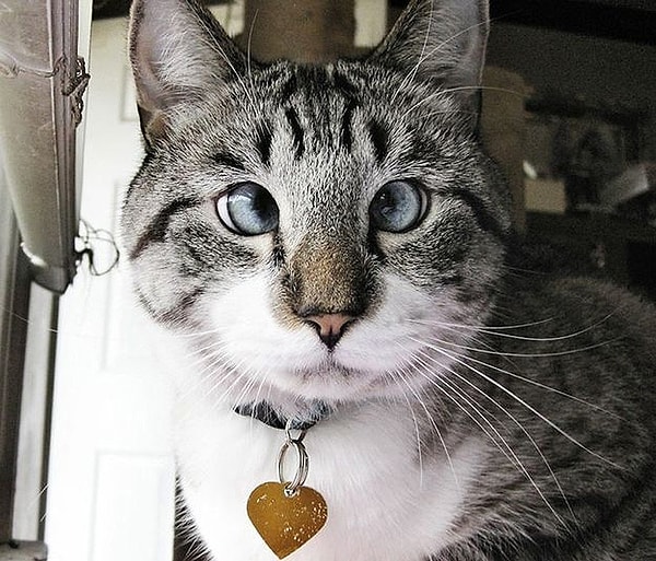 5. Какое животное не способно двигать глазами?