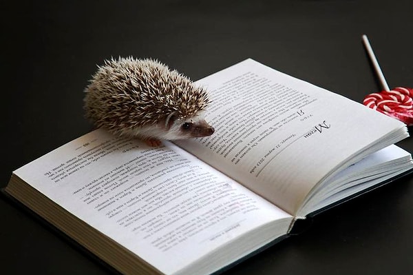 2. Выражение "ежу понятно" появилось благодаря Маяковскому. Он написал "Ясно даже и ежу…". А что в конце?