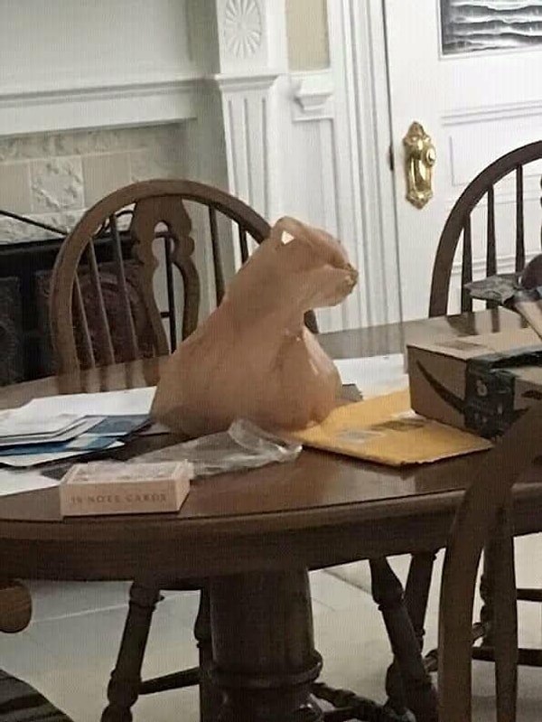 3. То ли кошка, а то ли виденье