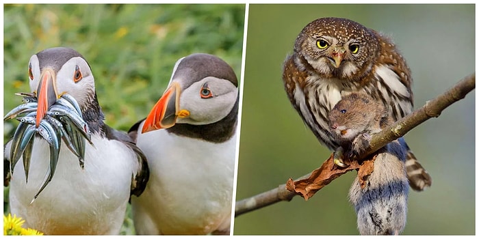 Yarasın! Audubon Fotoğrafçılık Ödülleri Kuşların Yemek Yerken Çekilmiş En İyi Fotoğraflarını Yayınladı