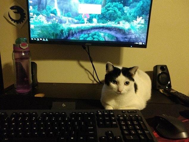 20. “Mounted my monitor, replaced peripherals with wireless so she can sit without ruining everything.”