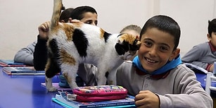 'Pamuk' Okullu Oldu: Öğrencilerin Okul Bahçesinde Bulup Sahiplendiği Kedi, Şimdi Derslere Giriyor!