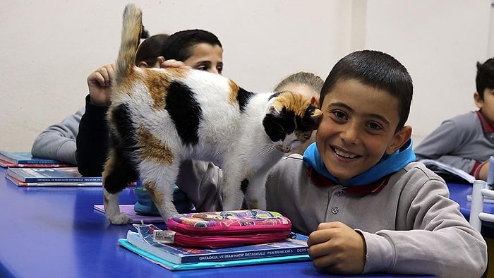 'Pamuk' Okullu Oldu: Öğrencilerin Okul Bahçesinde Bulup Sahiplendiği Kedi, Şimdi Derslere Giriyor!