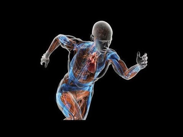 13. Где находится мениск?