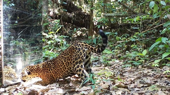 Фотограф решил узнать, что будет, если в тропическом лесу поставить зеркало