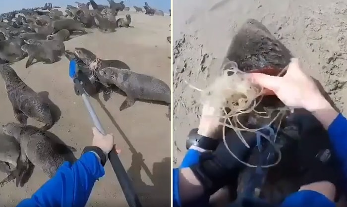 Siz Ne Güzelsiniz: Foku Boynuna Dolanan Plastik Halkadan Kurtaran Güzel İnsanlar!