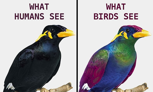 10. Что видит человек, и что видит птица.