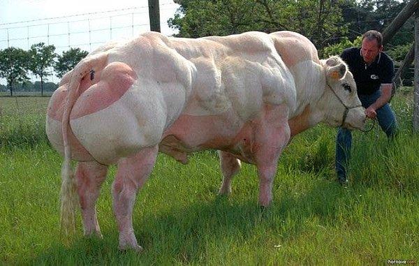 1. Daha önce büyük bir inek görmüş olabilirsiniz ama böyle bir inekle hiç karşılaştınız mı?