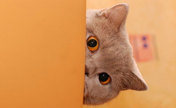 Любопытство