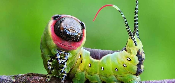 1. Какое насекомое начинает свою жизнь не в виде гусеницы?