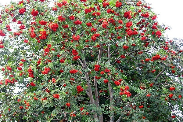 9. В песне поётся: "Что стоишь, качаясь, тонкая рябина, головой склоняясь до самого тына". А что такое "тын"?