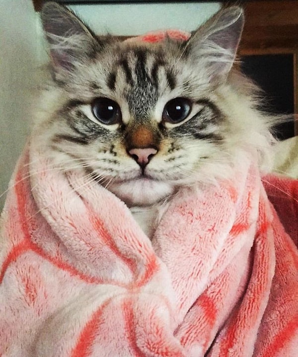 23. "Сегодня я узнала, что не смогу иметь детей. Но потом я взглянула на своего кота, и мне уже не так грустно".