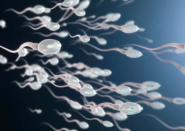 Sperm hücresi 37,5 MB genetik veri ile yola çıkar.