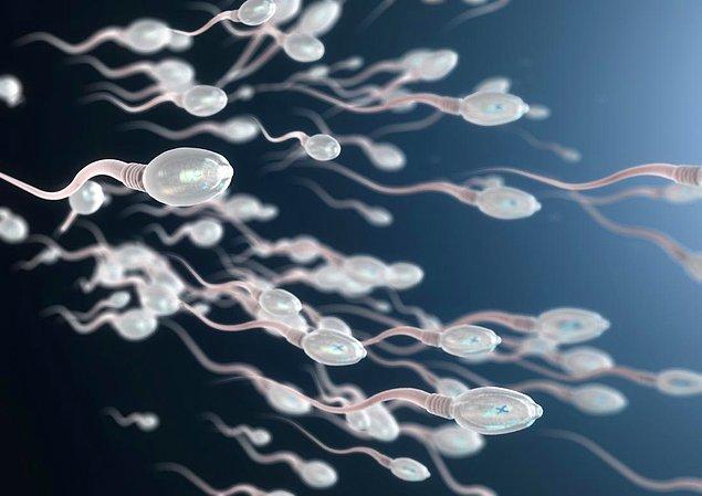 3. Sperm hücresi 37,5 MB genetik veri ile yola çıkar.
