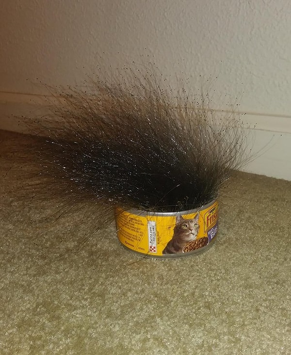 25. "Из кошачьей еды выросла странная плесень, а ведь я всего лишь оставил эту банку открытой на 10 дней в пустой комнате"