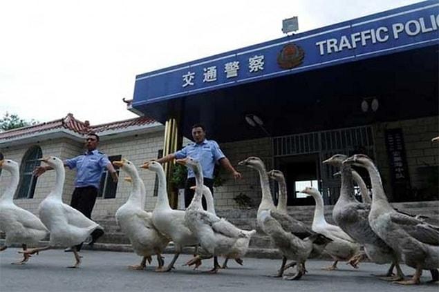 14. Chinese police use geese as an alternative to dogs.