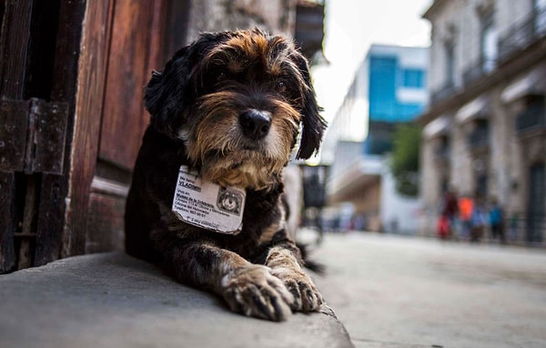 15. Kübalılar köpekleri çok seviyor, birçoğu evinde besliyor.