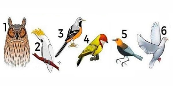 Итак, выберите птицу по душе: