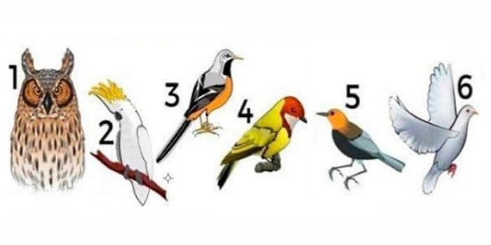 Тест: Выберите птицу и узнайте свое послание дня