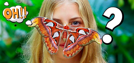 Тест: Бабочка, которую вы выберете, расскажет кое-какие секреты вашей личности, о которых и вы сами не подозреваете