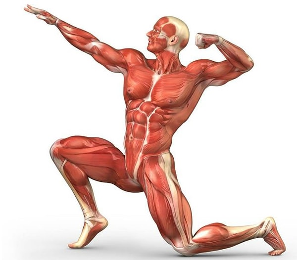 9. Где находится самая маленькая мышца нашего тела?