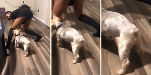 İnsan Dostuyla Birlikte Twerk Yapan Sevimli Köpek