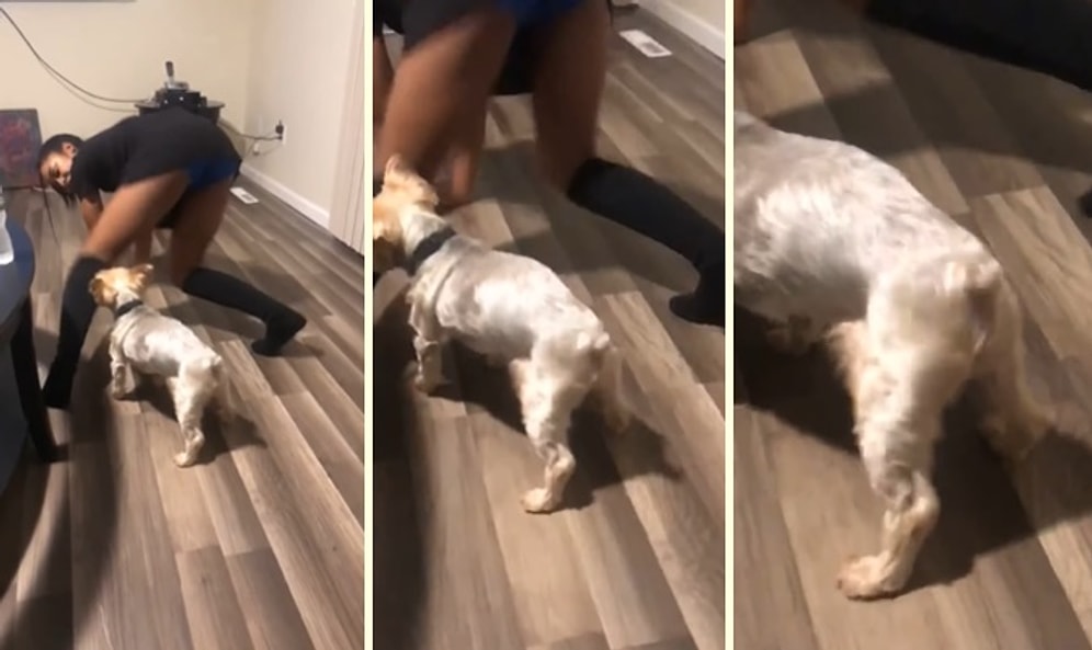 İnsan Dostuyla Birlikte Twerk Yapan Sevimli Köpek