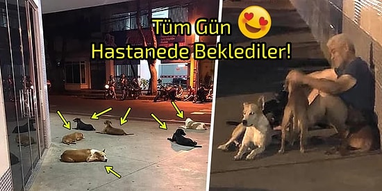 Evsiz Adam Hastaneye Kaldırılınca Sokakta Baktığı Sadık Köpekler Ambulansı Takip Edip Hastane Kapısında Beklediler!